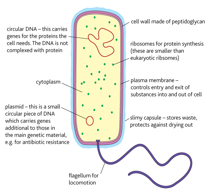 Bacterial cell structure Year 12 Human Biology